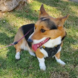 Zarya - Pembroke Welsh Corgi