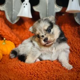 Paloma - Merle female Pomsky puppy in Greenville, South Carolina from Thicketty Mountain Pomskies