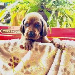 Redbone Coonhound Puppies from Morris’s redbones