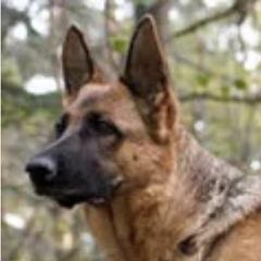 Kira - German Shepherd