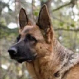 Kira - German Shepherd