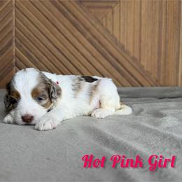 Hot pink Girl - Chocolate merle female Bernedoodle puppy in Modesto, California from Two Doods Doodles