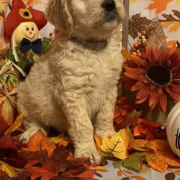 Goldendoodle Puppies from Goodyear golden doodles