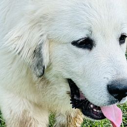 Girl 2 - Great Pyrenees puppy in Nashville, Tennessee from Storybook Tails Farm