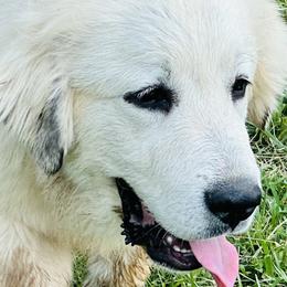 Girl 2 - Great Pyrenees puppy in Nashville, Tennessee from Storybook Tails Farm