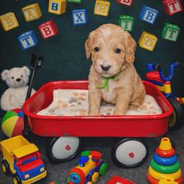 Archimedes - Red  male Goldendoodle puppy in Boise, Idaho from Goldendoodle Baby