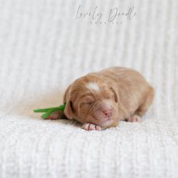 Green Collar Boy - Caramel cream male Australian Labradoodle puppy in Thousand Oaks, California from Lovely Doodle Lane