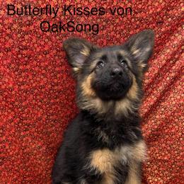 Beate - Black and red female German Shepherd puppy in Aledo, Texas from OakSong German Shepherd Dogs
