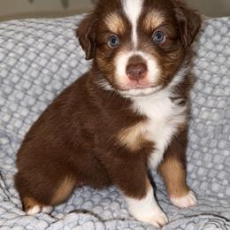 Dahlia - Red tri female Miniature Australian Shepherd puppy in Pinnacle, North Carolina from Higher Elevations Mini Aussies