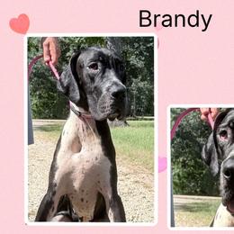 Brandy - Black female Great Dane puppy in Gonzales, Louisiana from Anstatt House Of Danes