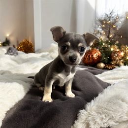 Chihuahua and Dachshund Puppies from Little Pawz, LLC