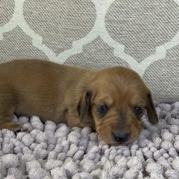 AKC Girl 1 - Red female Dachshund puppy in Joshua Tree, California from Desert Dreams Ranch