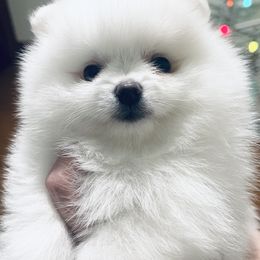 Lilly - White female Pomeranian puppy in Pavilion, New York from Calverton Pomeranians
