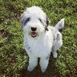 Aussiedoodles and Poodles from Jagged Oaks Farm