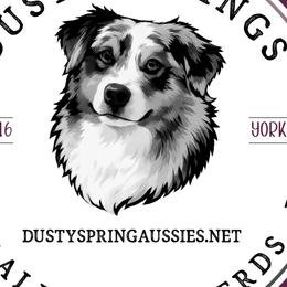 Australian Shepherds, Miniature American Shepherds, Miniature Australian Shepherds, and Toy Australian Shepherds from Dusty Spring Australian Shepherds, LLC
