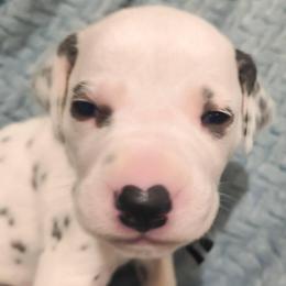 Umbreon (Black collar) - White and black male Dalmatian puppy in Raymondville, Missouri from Wagner's Dalmatian's