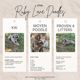 Kai - Poodle