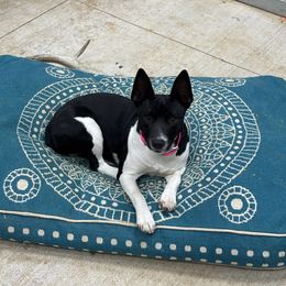 Rat Terrier Puppies from Rust Creek