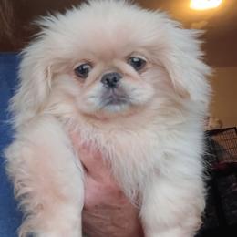 Bob - Cream male Pekingese puppy in Burns, Kansas from Pekingese Dynasty