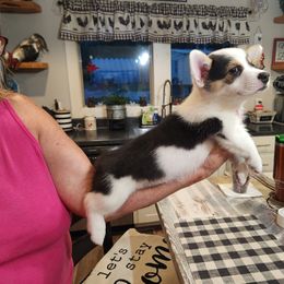 Pembroke Welsh Corgi Puppies from Lindsey's Lovely Little Corgis