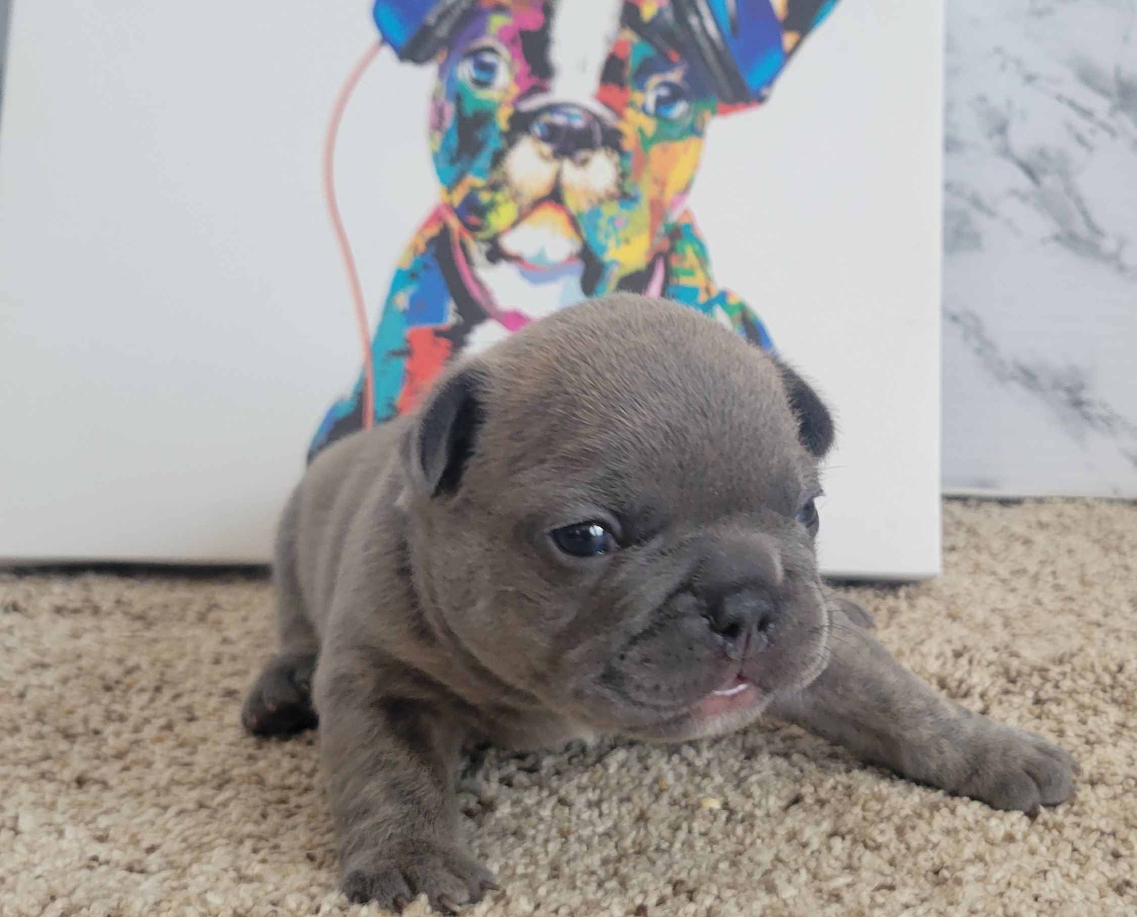 French Bulldog Puppies from Zoomie Time Frenchies