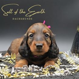 Dark Pink Collar ON HOLD - Red female Dachshund puppy in Zebulon, North Carolina from Salt of the Earth Dachshunds