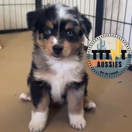 Spot - Blue merle male Miniature Australian Shepherd puppy in Tucson, Arizona from TTTNT Aussies
