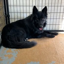 Blaze - German Shepherd