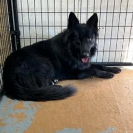 Blaze - German Shepherd