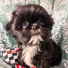 Billy - Black male Shih Tzu puppy in Hemet, California from Aloha Shih Tzu