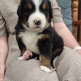 George - Black rust and white male Bernese Mountain Dog puppy in Auburn, Indiana from Swamp Creek Berners