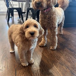 Goldendoodle and Shih Tzu Puppies from Shihtzuandoodlenc.LLC