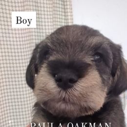 Miniature Schnauzer Puppies from Mississippi Mini Schnauzers