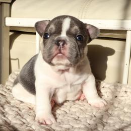 Boy 1 - male French Bulldog puppy in Tampa, Florida from 5 Star Bullies
