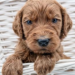 Stew - Red  male Goldendoodle puppy in Mecklenburg County, North Carolina from Rustic Road Doodles