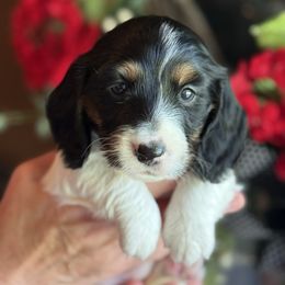 Girl 1 - Piebald female Dachshund puppy in Aurora, Missouri from Baker Farms