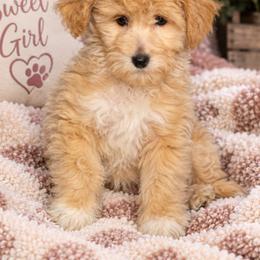 Hestia - Apricot female Goldendoodle puppy in Milton, Florida from Sutton Place Doodles
