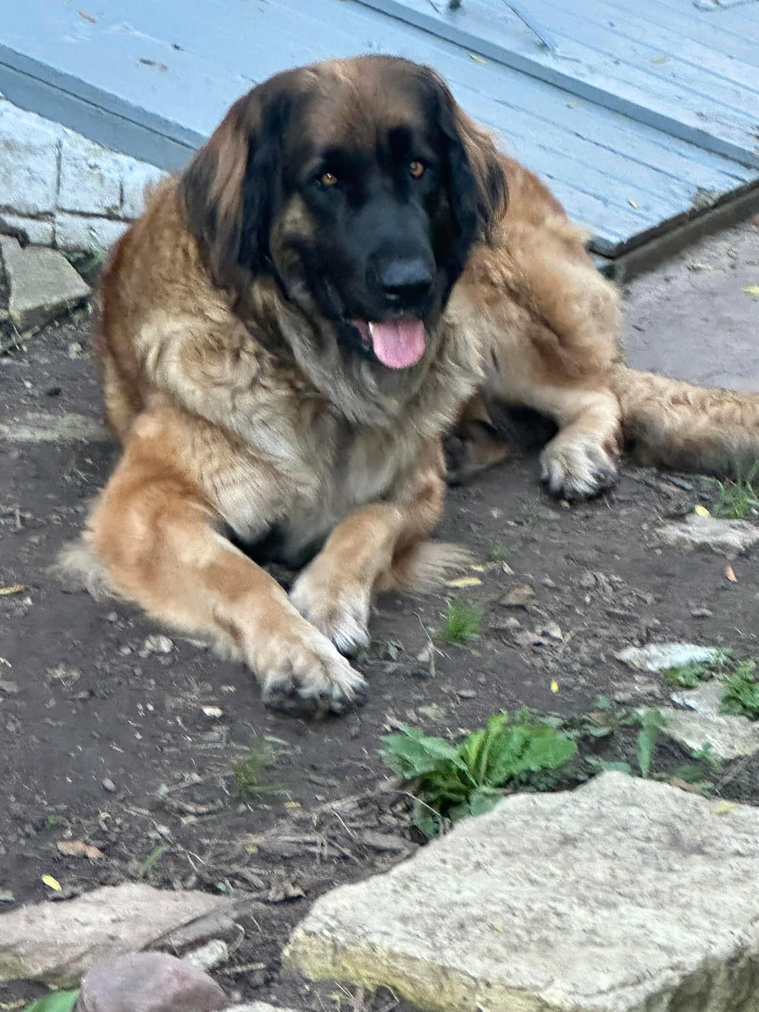 Leonberger Puppies at Harris Acres in Illinois Leonberger puppies
