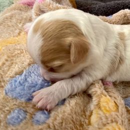 Maltipoo and Yorkshire Terrier Puppies from Puppy Love Palace at HB Farm