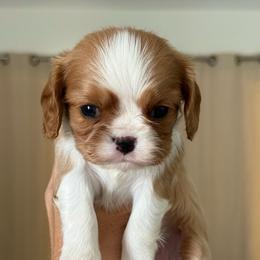 Girl 4 - Blenheim female Cavalier King Charles Spaniel puppy in Spring Hill, Florida from Stardom Chihuahuas & CKCS