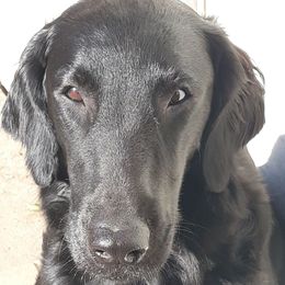 Merri - Flat-Coated Retriever