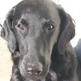 Merri - Flat-Coated Retriever