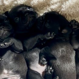 Pugs from Pack of Pugs