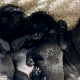 Pugs from Pack of Pugs