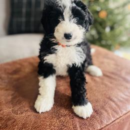 Wilber - Black and white male Aussiedoodle puppy in Strasburg, Pennsylvania from Still Water Puppies