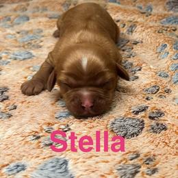 Stella - Ruby female Cavalier King Charles Spaniel puppy in Ormond Beach, Florida from Parkside Cavaliers