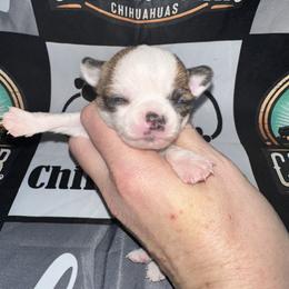 Aspen - Sable spotted white female Chihuahua puppy in Palmyra, Indiana from Country Star Chihuahuas
