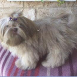 Barney - Shih Tzu