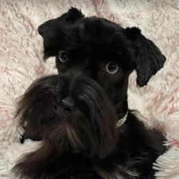 Phoebe - Miniature Schnauzer