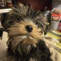 Boy 2 - Black and tan male Yorkshire Terrier puppy in Spokane, Washington from Dana's Yorkies
